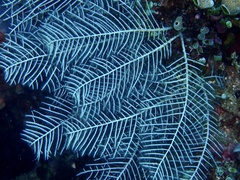 Macrorhynchia phoenicea