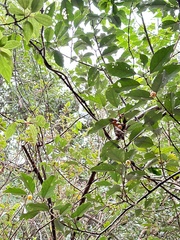 Elaeagnus thunbergii