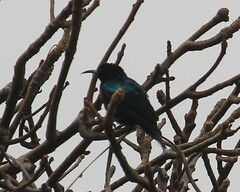 Cinnyris coccinigastrus