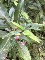 Vincetoxicum oshimae
