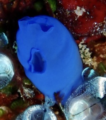 Rhopalaea