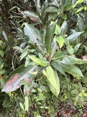 Vincetoxicum oshimae