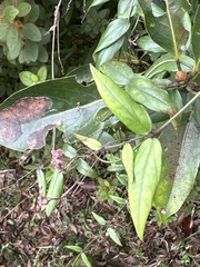 Vincetoxicum oshimae