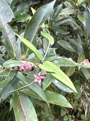 Vincetoxicum oshimae