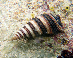 Cerithium zonatum