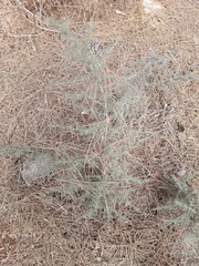 Asparagus acutifolius