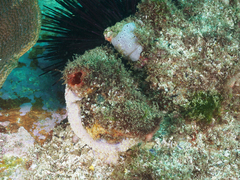 Cnemidocarpa stolonifera
