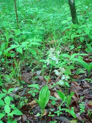 Calanthe discolor