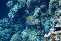 Acanthurus lineatus