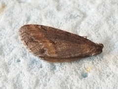 Erannis declinans