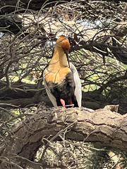 Theristicus melanopis