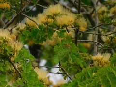 Pseudosamanea guachapele