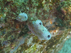 Callyspongia