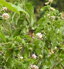 Myzomela obscura