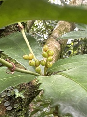 Sarcandra glabra