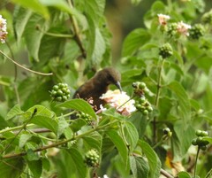 Myzomela obscura