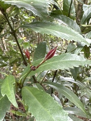 Sarcandra glabra