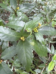 Sarcandra glabra