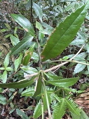 Sarcandra glabra