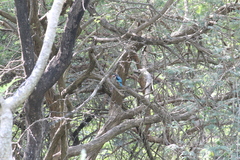 Halcyon senegalensis