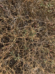 Sarcopoterium spinosum
