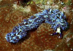 Pteraeolidia semperi