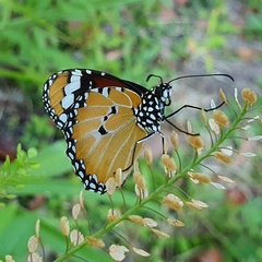 Danaus petilia