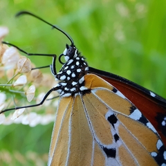 Danaus petilia