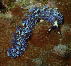 Pteraeolidia semperi