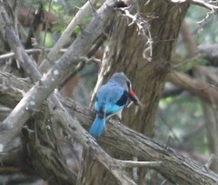 Halcyon senegalensis