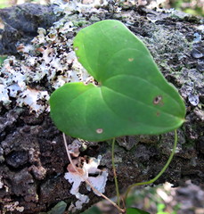 Dioscorea mundii