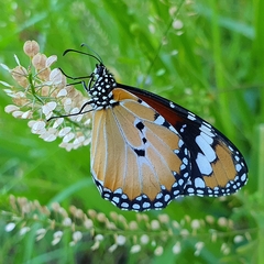 Danaus petilia