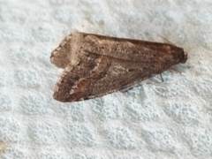 Erannis declinans