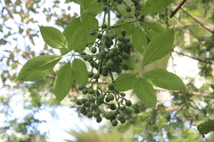 Cissus aralioides