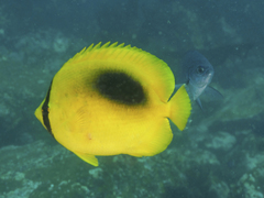 Chaetodon speculum