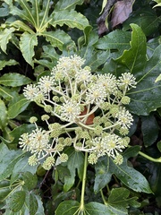 Fatsia