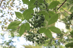 Cissus aralioides