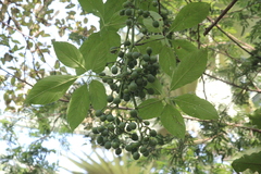 Cissus aralioides