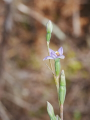 Thelymitra colensoi