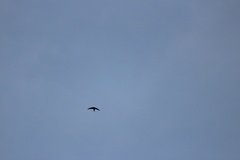 Cypsiurus parvus