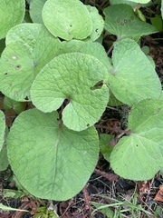 Petasites pyrenaicus