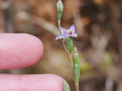 Thelymitra colensoi