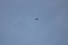 Cypsiurus parvus