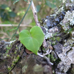 Dioscorea mundii
