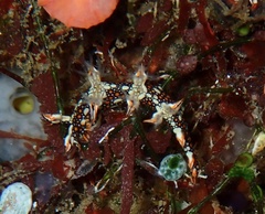 Bornella anguilla