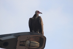 Necrosyrtes monachus