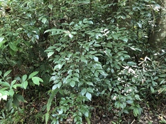Murraya euchrestifolia