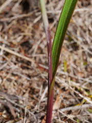 Thelymitra colensoi