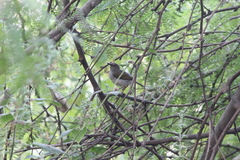 Camaroptera brachyura