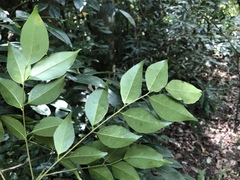 Murraya euchrestifolia